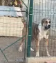 Продава се женски алабай на 8 месеа. Има ваксини и паспорт. Може и бартер за нещо друго Който има и, снимка 1