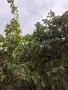 Дюли домашни хубави, снимка 2
