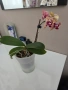 phalaenopsis в самополивна саксия , снимка 2