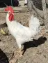 Продавам 2 броя петлета бял легхорн, снимка 3