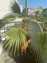 Продавам палма Вашингтон - 7 годишна - 160 см, снимка 1 - Градински цветя и растения - 37491150