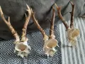 красиви сръндаци, снимка 6