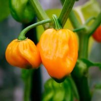 Разсад за люти чушки оранжево хабанеро, снимка 1 - Стайни растения - 40533350