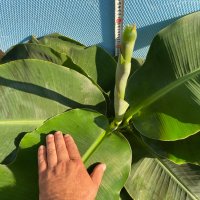 Банан ядлив джудже, Musa acuminata 'Dwarf Cavendish', растения, снимка 5 - Стайни растения - 29764848