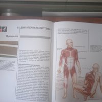 Детска енциклопедия "Знание" : Човешкото тяло, снимка 5 - Детски книжки - 42135338
