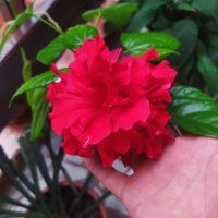 Китайска роза цвят червен пълен кичест , снимка 10 - Стайни растения - 39052746