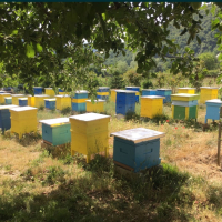 Пчелни семейства, снимка 2 - За пчели - 44763170