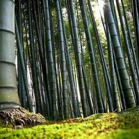 100 броя бамбукови семена от декоративен бамбук Moso Bamboo зелен МОСО БАМБО за декорация и украса b, снимка 7 - Сортови семена и луковици - 37711514