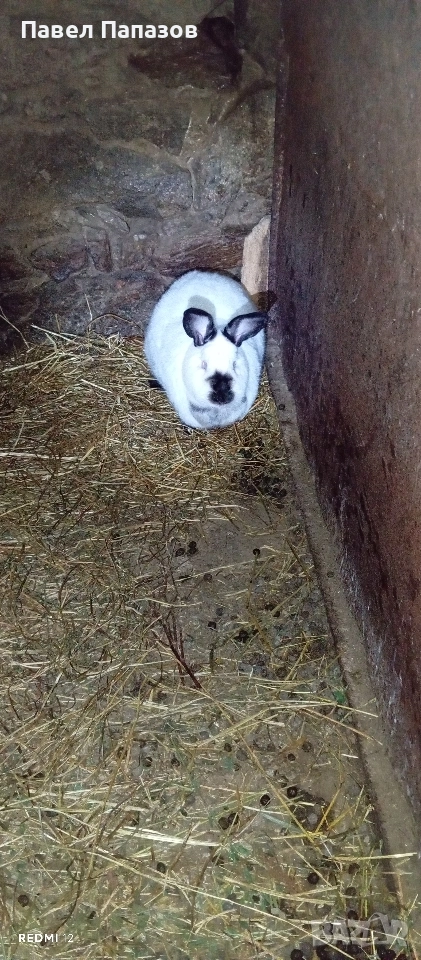 Продавам калифорнийка, снимка 1