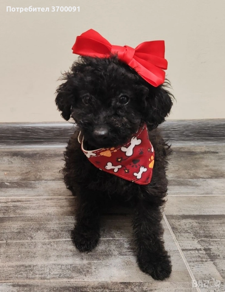 пудел /пуделче , снимка 1