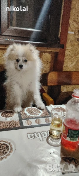 Померан pum на 10 месеца, снимка 1