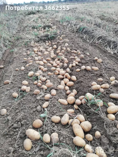 Картофи Сорая , снимка 1