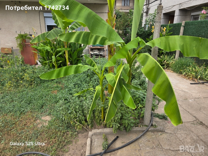 бананови палми Муса Баджо, снимка 1
