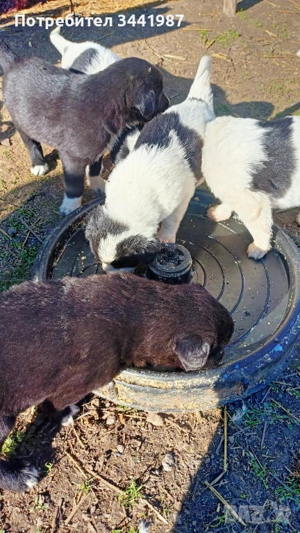 Каракачанки кучета , снимка 1