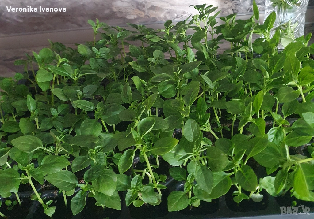 Босилек, снимка 1