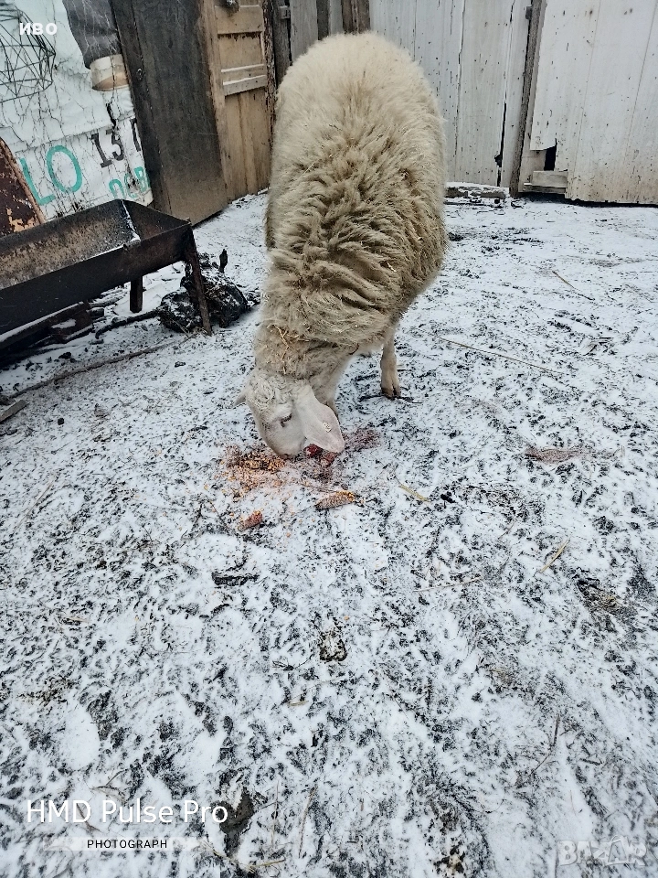 Овен , снимка 1