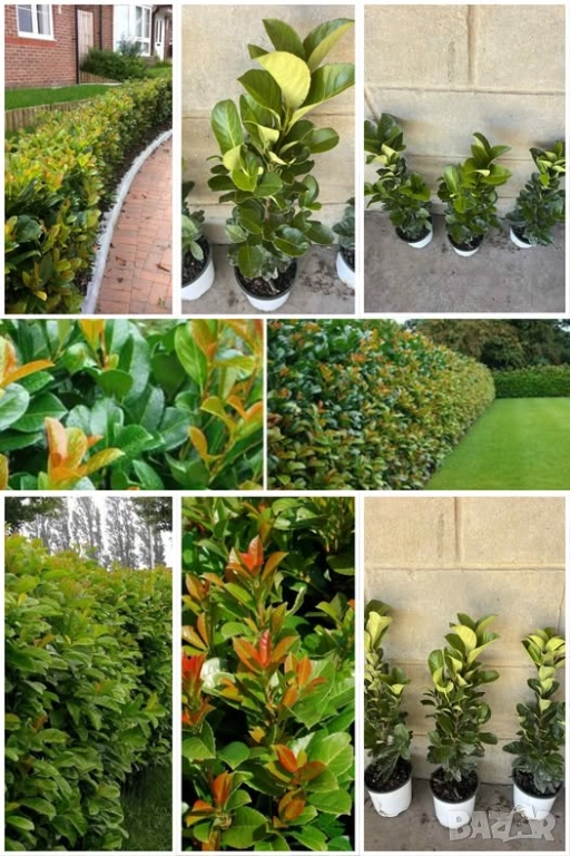 Лавровишна Етна, снимка 1