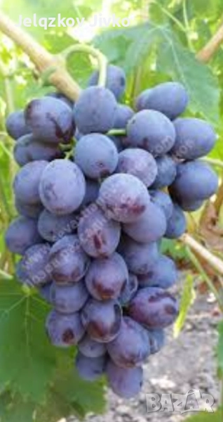 Пламид, снимка 1