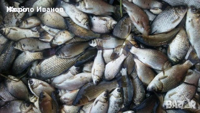 Каракуда за стръв , снимка 1