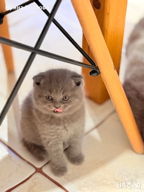 Малки клепоухи Британчета, снимка 1