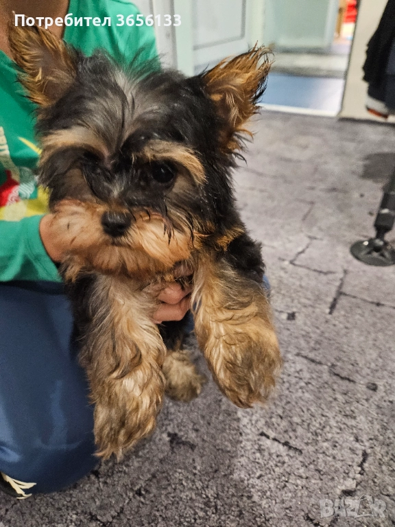 Мини йорки, снимка 1