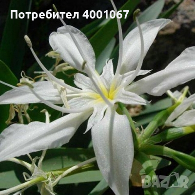 семена на красивото бяло цвете Pancratium maritimum, снимка 1