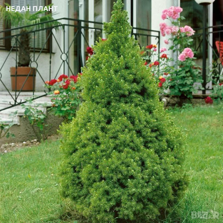 Коника, снимка 1