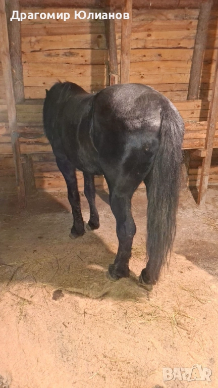 Продава се жребец 6 годишен , снимка 1