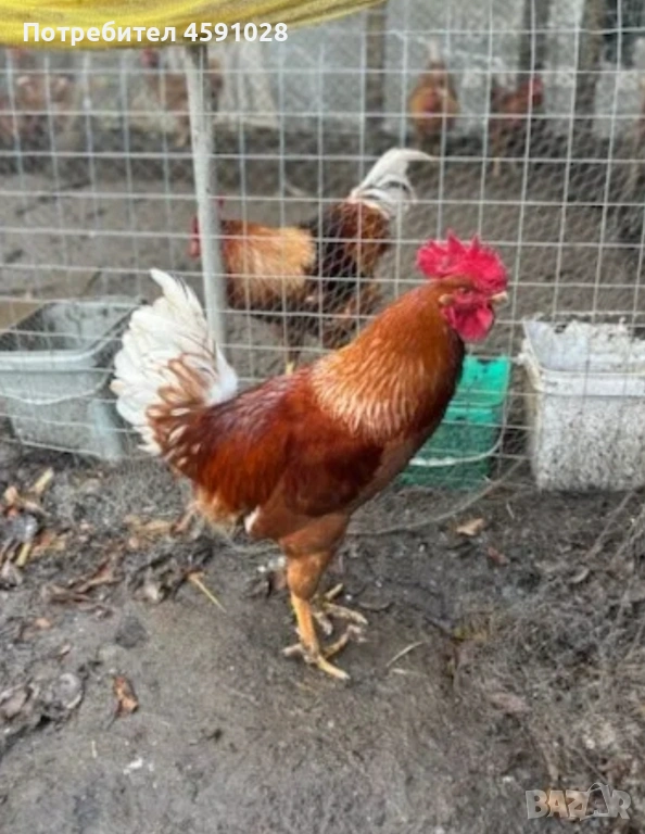 Млади петли , снимка 1