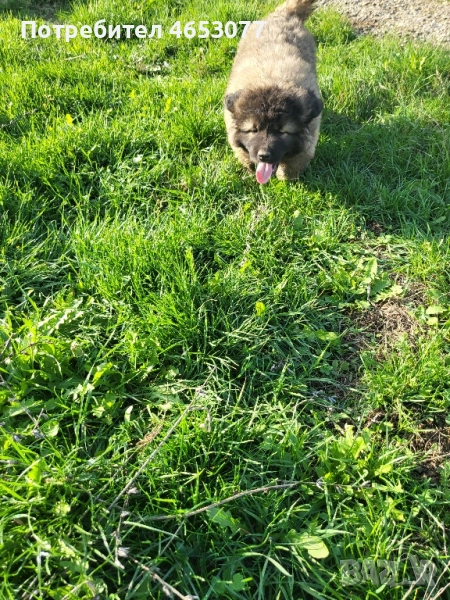 Женска кавказка овчарка , снимка 1