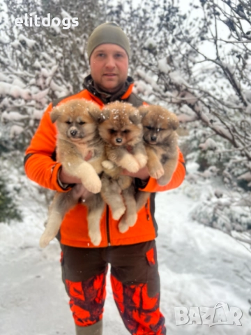 Акита Ину прекрасни кученца , снимка 2 - Акита ину - 52896168