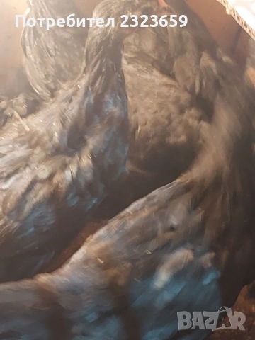 Пилета , снимка 6 - Кокошки и пуйки - 54163977