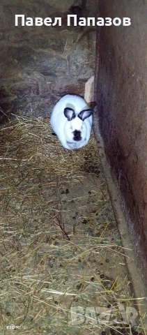 Продавам калифорнийка