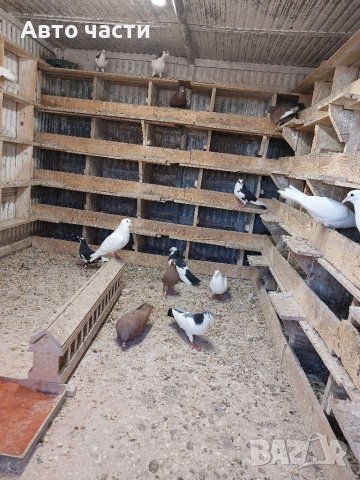 Продавам пазарджишки  високолетци, снимка 14 - Гълъби - 39956489