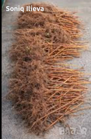 продавам разсад ягоди и малини , снимка 5 - Разсади - 53905722