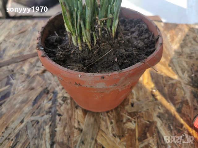 ЕКО КОКИЧЕ-ДОМАШНО 3001261607, снимка 6 - Градински цветя и растения - 53285139