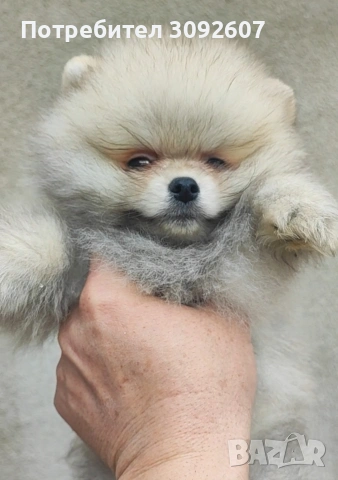 Померан момче , снимка 2 - Померан - 53025366