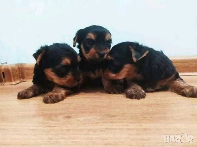 йорки / йоркита * Оферта* , снимка 3 - Йоркширски териер - 21710481