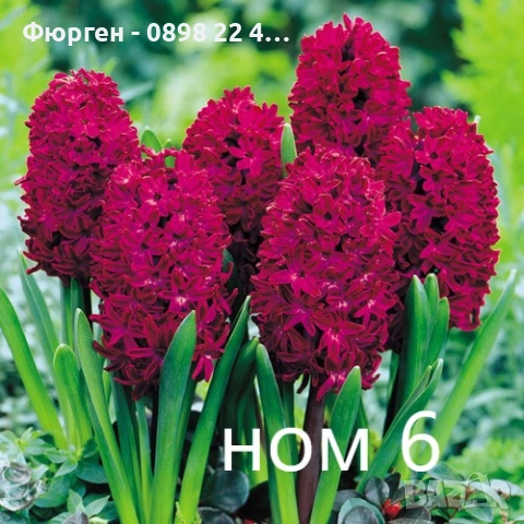 Луковици на Зюмбюл - 7 вида