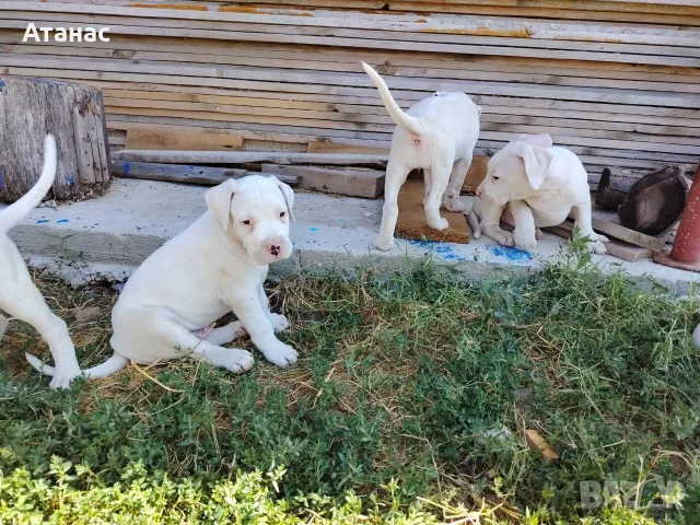Кученца Дого Аржетино, снимка 14 - Дого аржентино - 55877256