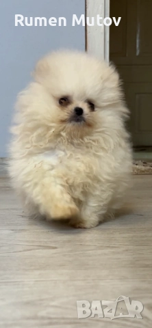 Померан , снимка 2 - Померан - 52671777