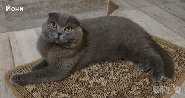 Мъжки клепоух британец, снимка 4 - Британска късокосместа - 50415150