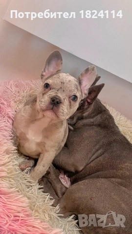 Френски булдог бебе/french bulldog, снимка 12 - Френски булдог - 52840828