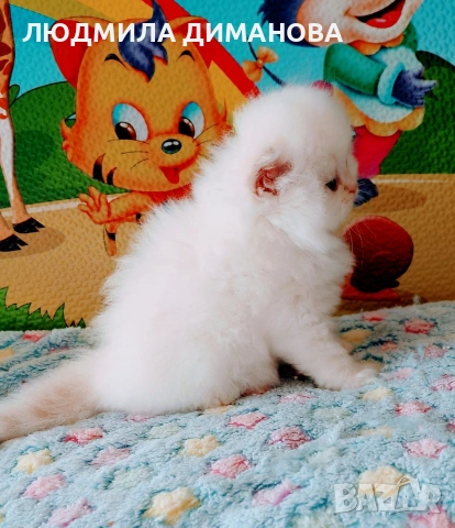 Персийско хималайско мъжко със сини очи. , снимка 6 - Персийска - 54333631