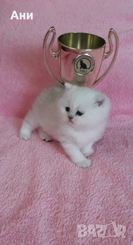 КОТЕНЦА МЕЧТА, снимка 3 - Британска късокосместа - 54244948