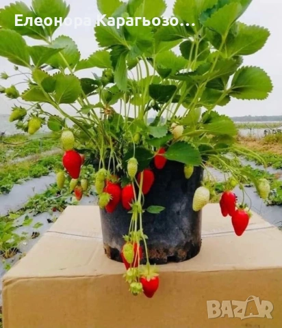 Качествен разсад Ягоди, снимка 3 - Разсади - 53900666