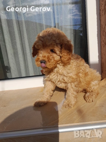 Продавам мини пуделче 