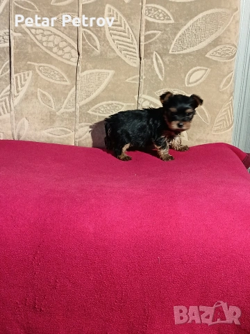 Йоркширски териер мини , снимка 14 - Йоркширски териер - 53883069