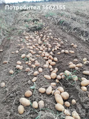 Картофи Сорая 