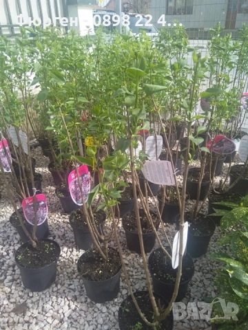 Люляк / Lilac Налични 4 цвята , снимка 5 - Разсади - 51517425